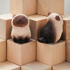 Siamese Cat